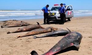 Пляжі сходу США перетворилися на кладовища дельфінів