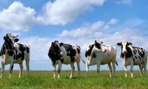 Минулого року аграрії закупили понад 10,5 тисячі племінних корів