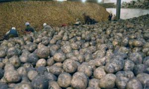 Щороку майже третина овочів в Україні псується через нестачу овочесховищ