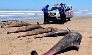 Дельфінів у США косить епідемія