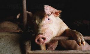 Білоруську свинину тимчасово заборонили ввозити в Росію