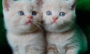 В Нью-йорку зупинили метро через кошенят на рейках