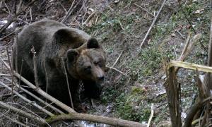 На Закарпатті ведмідь напав на грибника