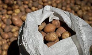 Фахівці кажуть, що картопля у жовтні може подешевшати