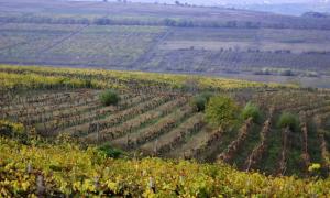 Румунія наростить обсяг імпорту молдавських вин, щоб підтримати сусідів