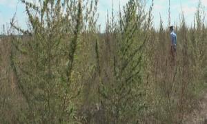 Невідомі виростили в луганському лісі понад гектар коноплі