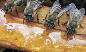 Мед і бджолопродукти помічні при шлункових хворобах