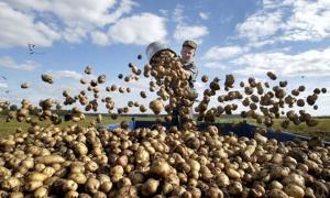Азаров заспокоїв, що Україна має два річні врожаї картоплі
