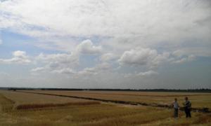 Дощі можуть завадити Україні зібрати рекордний врожай