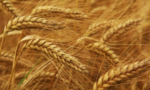 Янукович упевнений, що Україна займе друге місце у світі з експорту зернових