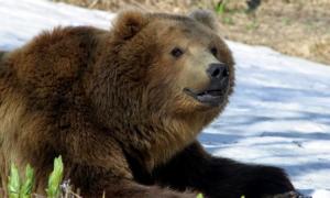 На Камчатці ведмідь з’їв рибалку