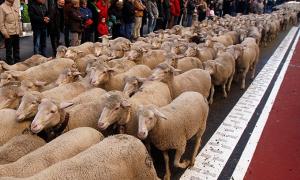 Іспанські пастухи прогнали по Мадриду дві тисячі овець
