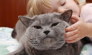 Вчені виявили, що кішки відчувають стрес, коли їх гладять