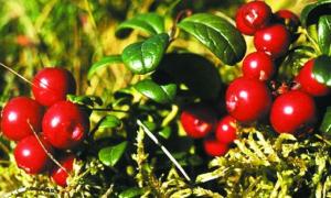 Дівчина заблукала в лісі, але не розгубилася й зібрала 30 кг журавлини