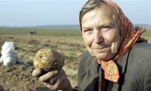 Білорусам не вистачає картоплі