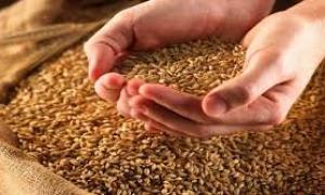 Урожай зернових в Україні перевищив минулорічний на 23%
