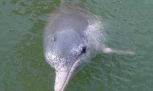 Вчені відкрили новий вид дельфінів