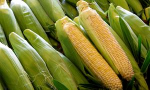 Через рекордний урожай в Україні суттєво подешевшала кукурудза