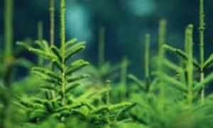 На Закарпатті незаконно зрубали ялин на 160 тисяч гривень