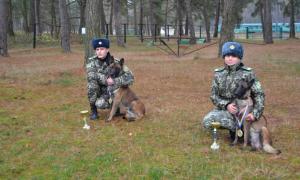 Прикордонники розводять чотирилапих захисників кордону породи малінуа