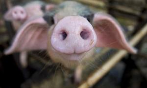 Італійського мафіозі його вороги згодували свиням