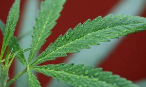 У Нью-Йорку легалізували марихуану