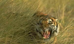 Південний штат Індії тероризує тигр-людожер