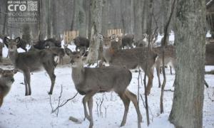 Маленькі волиняни підгодували мешканців лісу