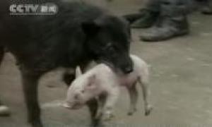 На одній із ферм в Китаї собака всиновив порося