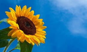 Синоптики обіцяють, що літо буде раннім та спекотним