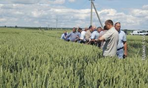 З волинських елеваторів зерно відвантажують у Європу