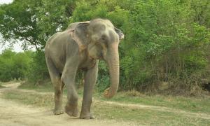 Слон, якого визволили із 50-річного рабства, розплакався (відео)