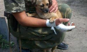 Прикордонників про мінометний обстріл попередила приблуда Жужа