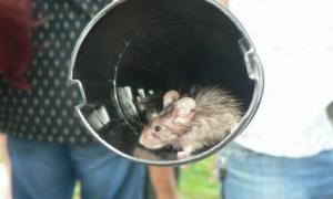У Львові активісти випустили мишей в супермаркеті на знак протесту проти російських товарів