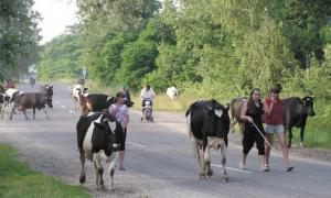 Через низьку закупівельну ціну молока та м’яса селяни починають вирізати худобу