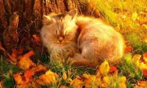 Синоптики: Осінь в Україні буде сухою й теплою