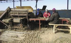 Цього року селяни на картоплі не зароблять 