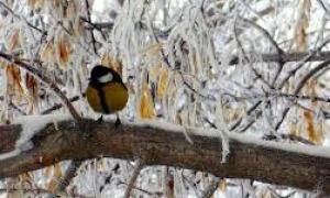 Цієї ночі в України випаде перший сніг