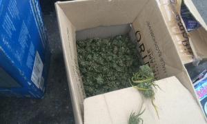 Порушено справу проти бійців батальйону, які везли марухуану із зони АТО