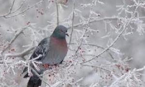 На сході України наступного тижня вдарять 15-градусні морози