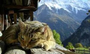 Три відсотки швейцарців їдять котів