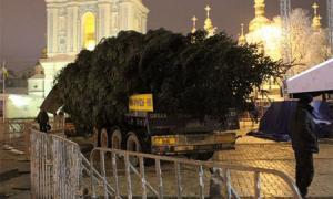 До Києва привезли головну новорічну ялинку