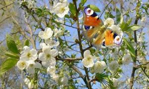 Синоптики прогнозують пізню весну і дощове літо