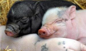 На Київщині знайшли класичну чуму свиней