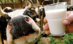 Українська молочна продукція навесні вийде на європейський ринок