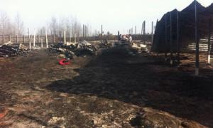 На Київщині під час пожежі згоріли 70 собак