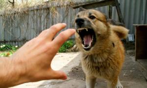 Окупованим Донецьком стрімко поширюється сказ