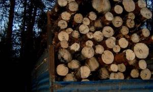 Президент заборонив вивозити з країни ліс