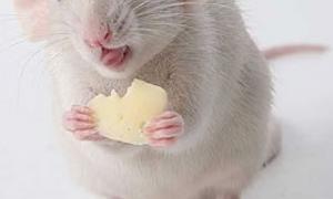 Земля сміється вже 16 мільйонів років