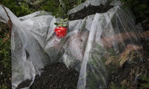 Сьогодні вшановують пам’ять жертв катастрофи «Боїнга» над Донеччиною